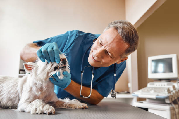 Best Pediatric Emergency Dentist in Grandwood Park, IL